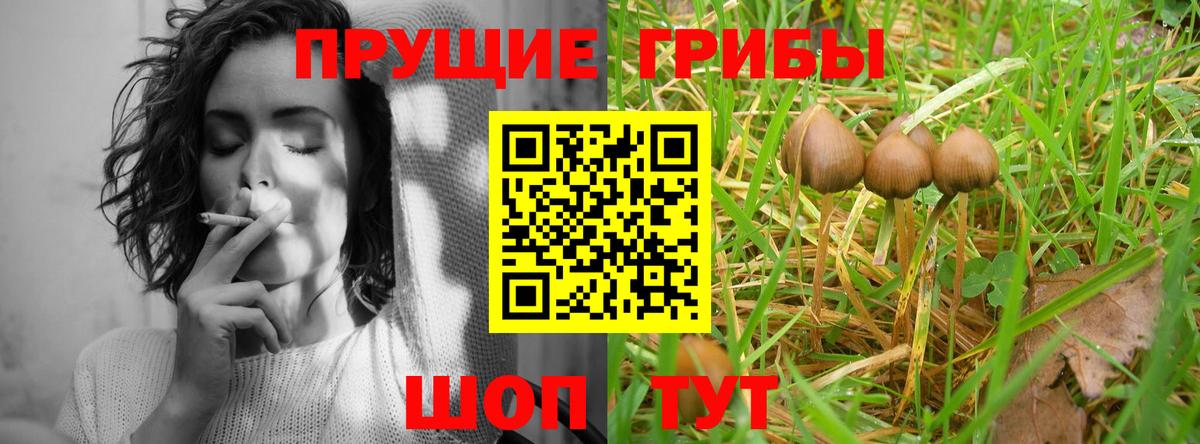 Псилоцибиновые грибы Cubensis Зеленогорск